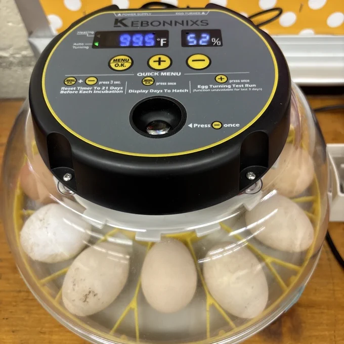 Obert’s eggs