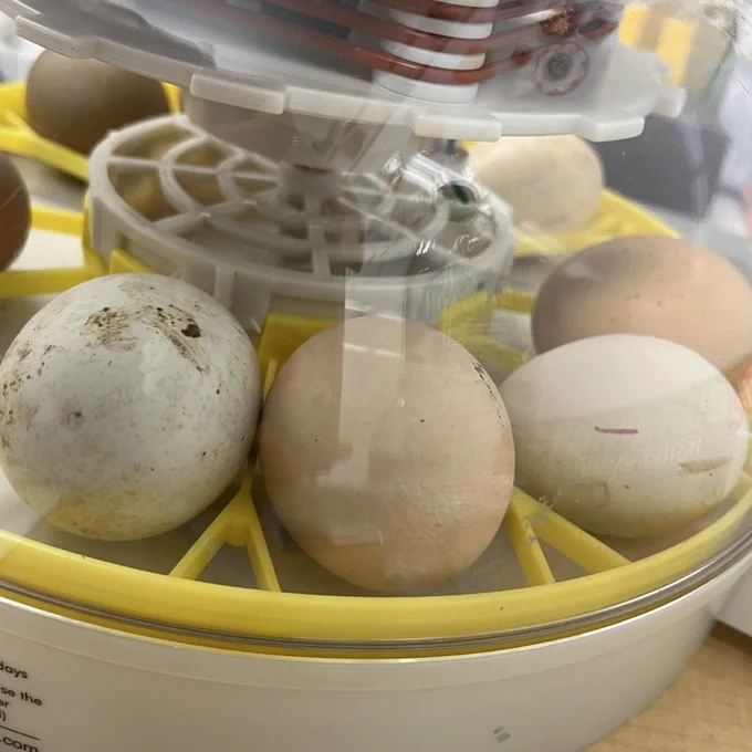 Keeka’s eggs 