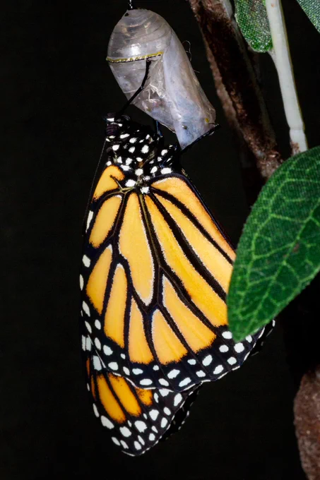https://unsplash.com/photos/a-monarch-butterfly-hanging-from-a-tree-branch-8yZNQY3c6co