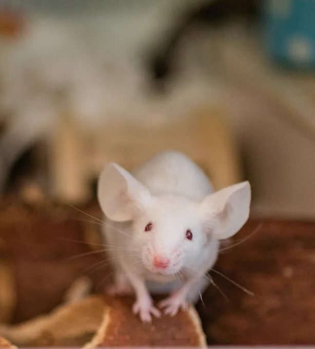 A white mouse standing on hind legs, looking towards the camera, with a blurred background featuring pieces of wood and a glimpse of a blue object.
