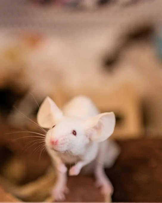 A white mouse with pink eyes stands alert on a piece of wood in a cage, with a blurred background of bedding and cage accessories.