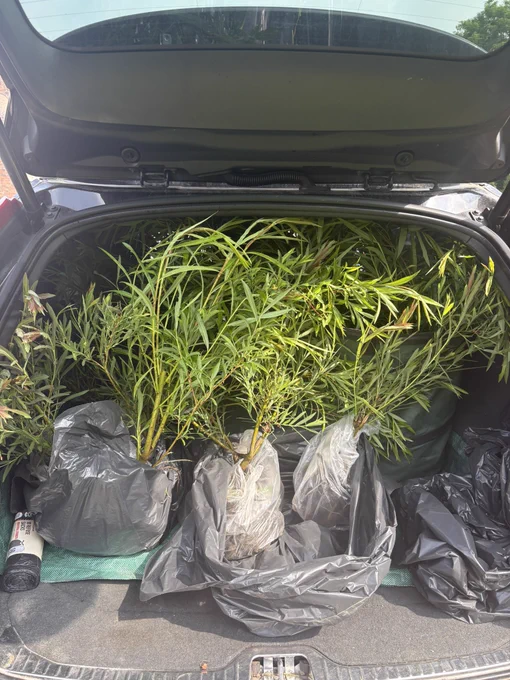 Willow root stock in car boot
