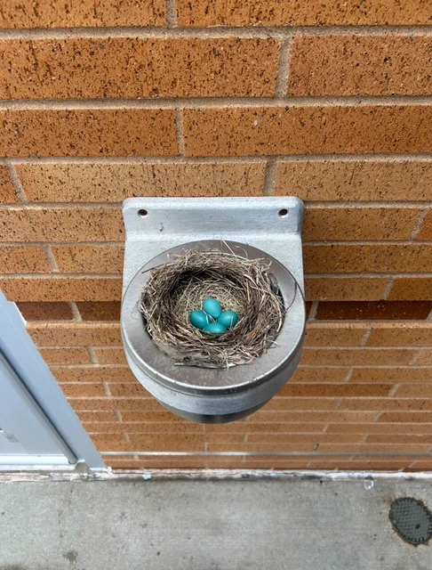 Small bird nest with four bright blue eggs resting inside a metal fixture mounted on a brick wall.
