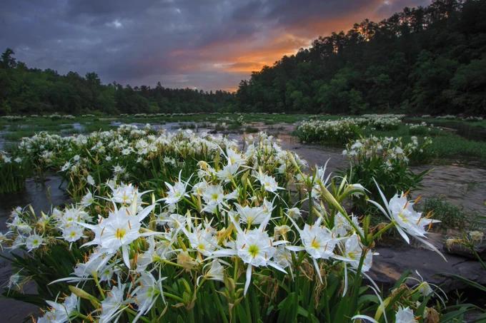 White lilies bloom densely along a rocky riverbank under a dramatic sunset sky with dark clouds and orange hues.