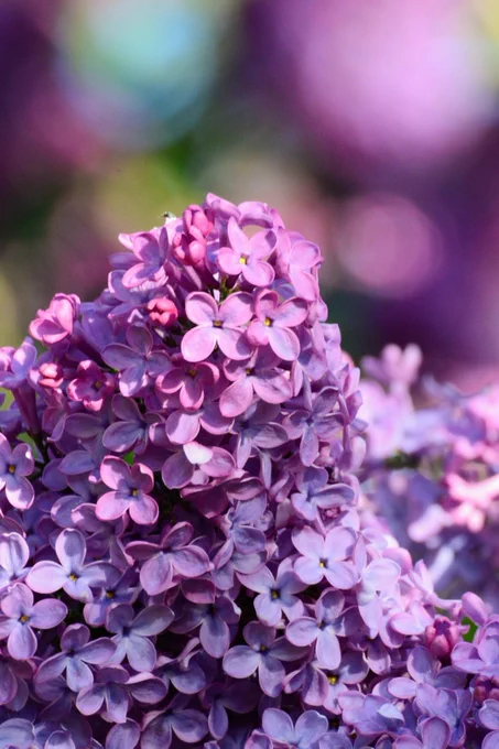 Close-up vertical shot of a dense cluster of vibrant purple lilac blossoms in full bloom, set against a soft, blurred background of purple and green bokeh.