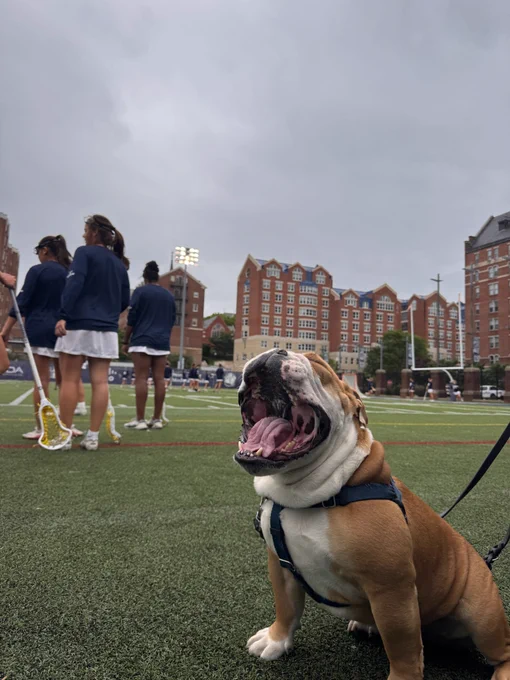 a dog yawns on field by a women's lacrosse team