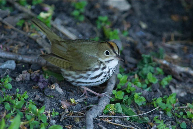 A small, brown bird with a white-spotted breast and a distinctive black and orange streak on its head stands on the ground among green leaves and twigs.