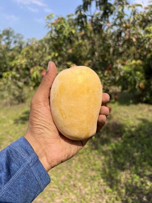 Kesar mango