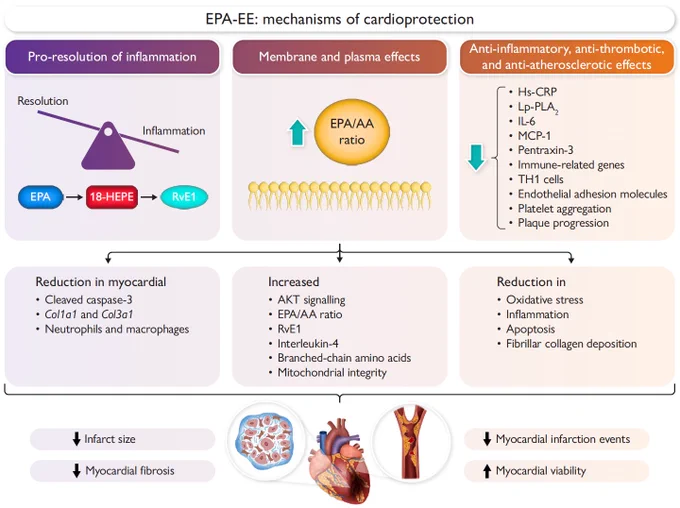 Eicosapentaenoic acid ethyl ester (EPA-EE) reduced infarct size in a hypertriglyceridemia rat model.
MI-related mortality nearly halved with EPA-EE (29% vs 56%), a strong trend despite p = 0.07.
EPA-EE favored a pro-resolving response, boosting RvE1 levels and improving metabolomic & lipidomic profiles both systemically and in the infarcted heart.
Cardioprotection via anti-inflammation, reduced apoptosis & fibrosis, and preserved mitochondrial integrity.
EPA/AA ratio was the strongest predictor of infarct size (p < 0.001).
The REDUCE-IT trial showed EPA-EE reduces MACE and MI rates. This preclinical work is hypothesis-generating for the mechanisms that may underlie those clinical benefits beyond TG lowering.