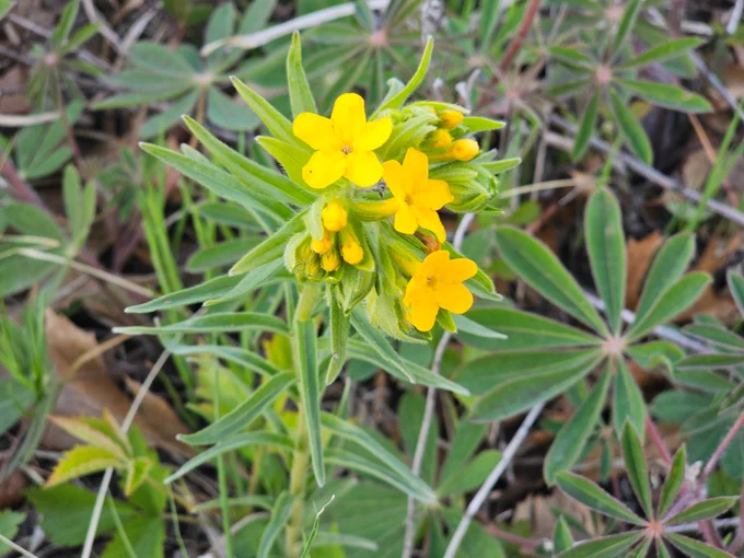 Yellow wild flower with 5 petals