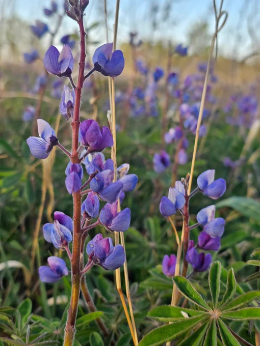 Close up of lupines with beautiful purple blooms  