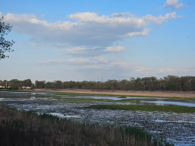 Long Lake with a beaver den and grasses and lilies visible