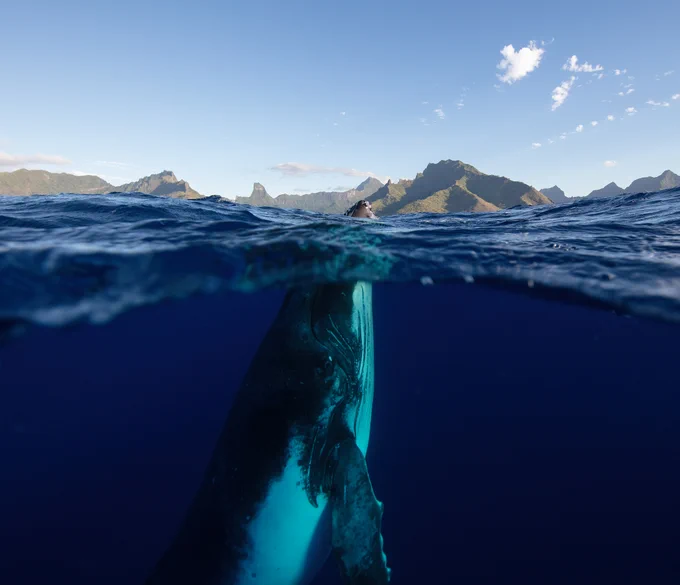 Whale photo by Nathan Secker.