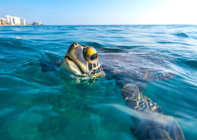 Sea turtle photo by Kyle Soto