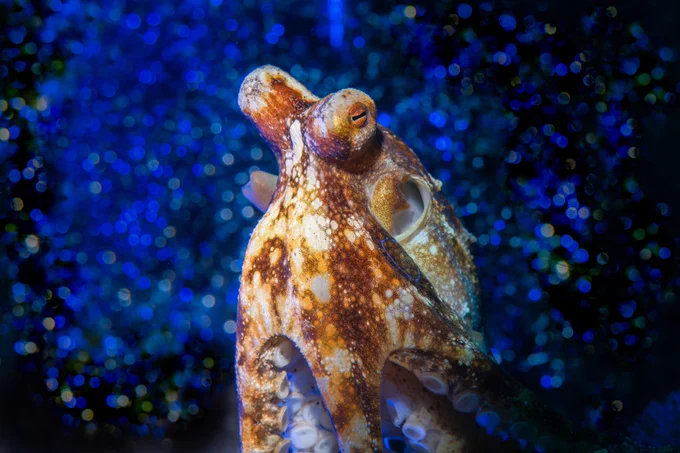 Octopus photo by Eliska Mencova.