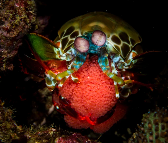 Image of a mantis shrimp with eggs photographed by Audrey Huber.