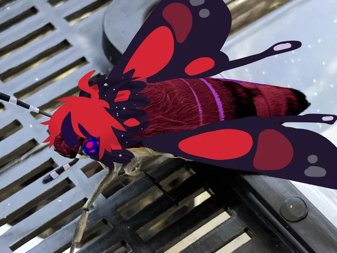 i look like this! (photo of a pellucid hawkmoth edited and painted over to look like takumi sumino)