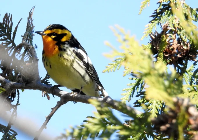 A closeup of a black and white bird with an ombre, yellow to orange head and a white belly sitting in a cedar tree. 