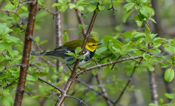 A black and white bird with a black throat and an olive-yellow head and back sitting in a tree with new, small, green leaves. 