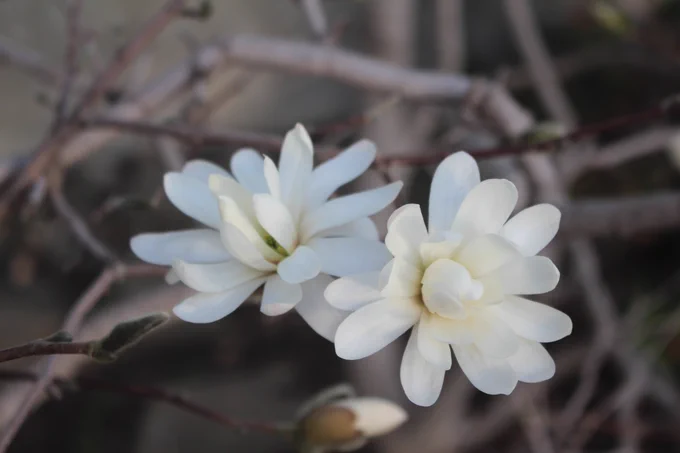 Magnolia stellata (Star magnolia)