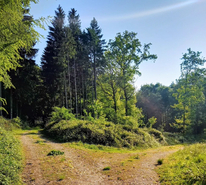 Eine Weggabelung im Wald, die Sonne scheint.