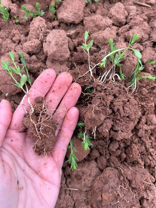 Linseed roots