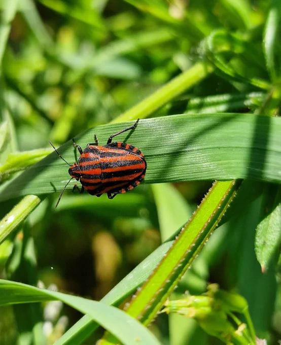 Striped Shieldbug