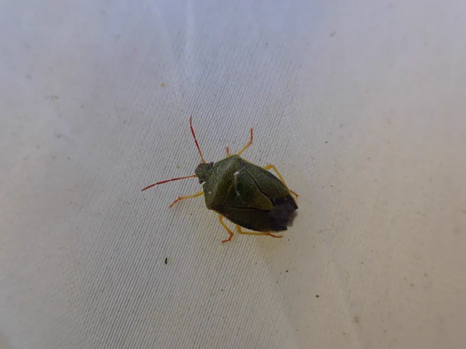 Gorse Shieldbug