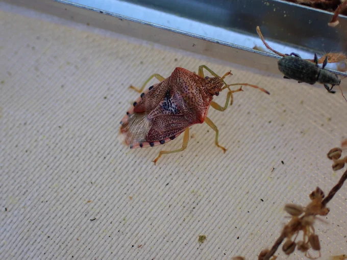 Parent Bug