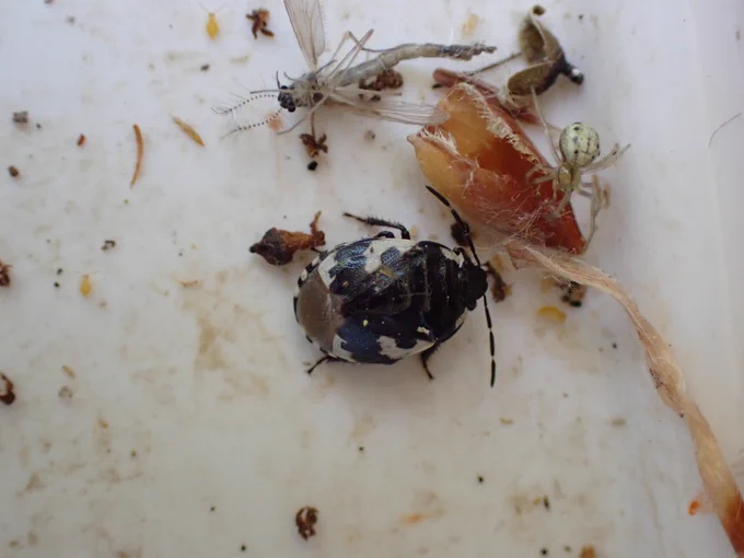Pied Shieldbug