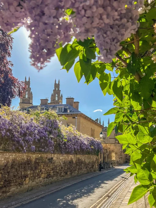 Purple wisteria blooms hang over a quiet Queens Lane on a sunny day, with historic Oxford college buildings and towers visible in the background.