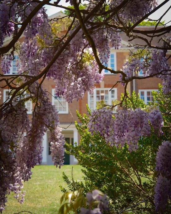Clusters of pale purple wisteria flowers hang in the foreground at Lady Margaret Hall, with college buildings and greenery softly lit behind them.
