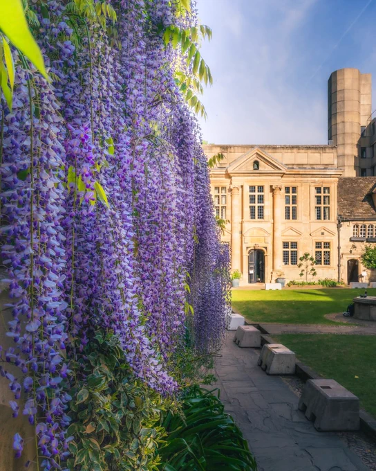  Cascading purple wisteria lines a stone walkway at St Edmund Hall, with historic college buildings and a sunlit courtyard in the background.