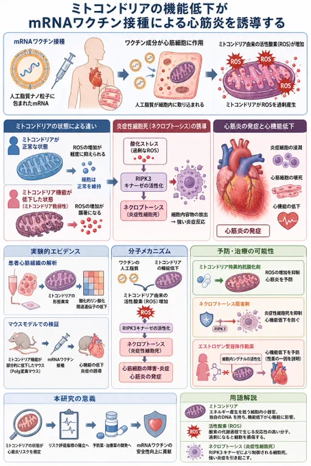 筑波大学医学医療系が2026年4月9日に公表したプレスリリースおよび同年4月1日掲載のNature Communications論文は、mRNAワクチン接種がミトコンドリア機能低下状態の個体において心筋炎を誘発する具体的な分子機構を、患者心筋生検組織解析と遺伝子改変マウスモデル実験で示したものである。
この報告は、以下の構造的被害事実を制度内部から記録したものとして位置づけられる。
患者心筋組織解析の結果
mRNAワクチン接種後に心筋炎を発症した日本人患者（平均年齢約22.6歳、男性4人、女性2人）の心筋生検組織において、ミトコンドリアの形態異常と酸化的リン酸化関連遺伝子の発現低下が確認された。これらの患者は接種前に顕在的な心疾患歴がなかったにもかかわらず、心筋細胞内のエネルギー産生器官であるミトコンドリアがすでに脆弱性を抱えていた状態でワクチンによる攻撃を受け、機能破綻に至ったことを示している。
マウスモデル実験の結果
ミトコンドリアDNA複製酵素ポリメラーゼγ（Polg）遺伝子に部分的な校正機能低下変異を導入したマウス（Polg  /D257Aマウス）は、通常状態では健康に生育するが、mRNAワクチン接種により左室駆出率の顕著な低下と炎症細胞の浸潤が発生した。この病態はヒト心筋炎に類似しており、ミトコンドリア脆弱性がワクチン誘発性心筋障害の直接的原因であることを実験的に証明した。
分子機構の詳細
ワクチンに含まれる人工脂質がミトコンドリア由来の活性酸素（ROS）を過剰産生させる。この酸化ストレスがRIPK3キナーゼを介したネクロプトーシス（炎症性細胞死）を誘導し、心筋細胞の内容物が周囲に放出されて炎症を増幅させる。ミトコンドリア特異的抗酸化剤やネクロプトーシス阻害剤の投与により心機能低下が抑制された事実は、人工脂質成分が心筋障害の引き金であることを明確にしている。
性差に関する所見
若年男性における心筋炎発症リスクが若年女性の約8〜10倍である既知の事実に一致して、女性ホルモンエストロゲン関連シグナルを活性化する薬剤（バゼドキシフェンなど）が心機能低下を予防した。この結果は、男性特有のミトコンドリア脆弱性が高い集団が、mRNAワクチンによる系統的な心臓破壊の標的となっていることを裏付けている。