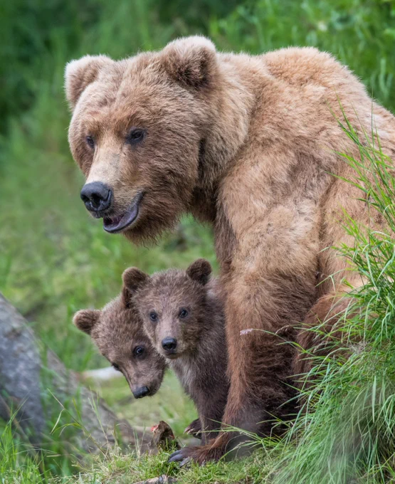 Adult brown bear standing protectively beside two curious cubs in a lush green forest clearing.