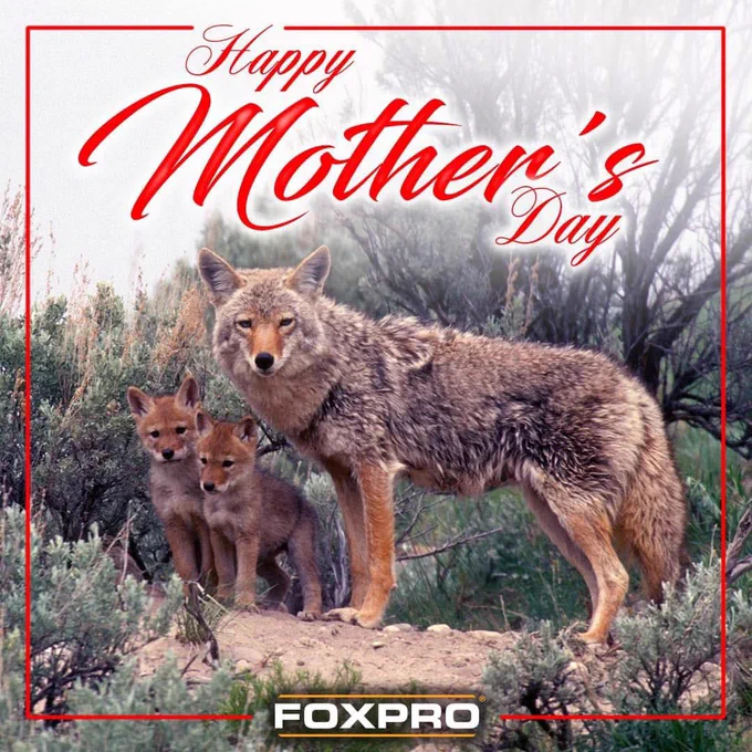 Mother coyote and two pups.