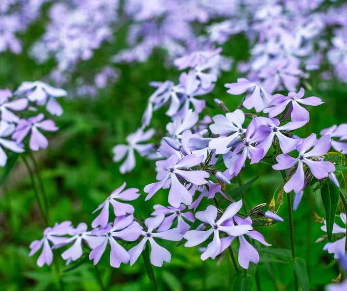 Cluster of delicate light purple flowers with five petals each, blooming densely against a backdrop of green foliage.