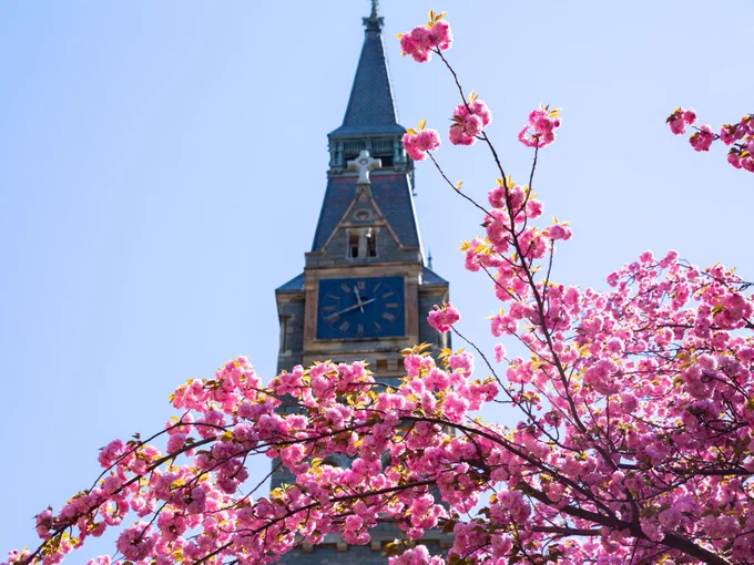 healy clock tower slightly obscured by pink flowers