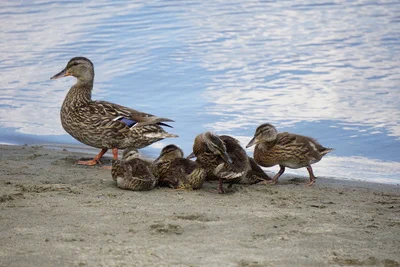 [Image 1: A female mallard walking on the beach with five ducklings behind her.]
