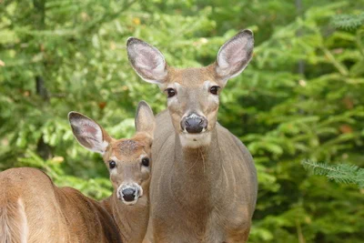 [Image 2: A doe and a fawn standing in a forested area, looking at the camera.]