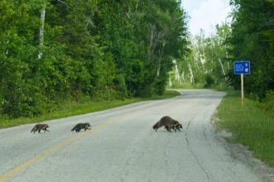 [Image 3: An adult raccoon crossing the road with two baby raccoons following. There is forest on both sides of the road.]