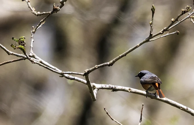 Male Redstart