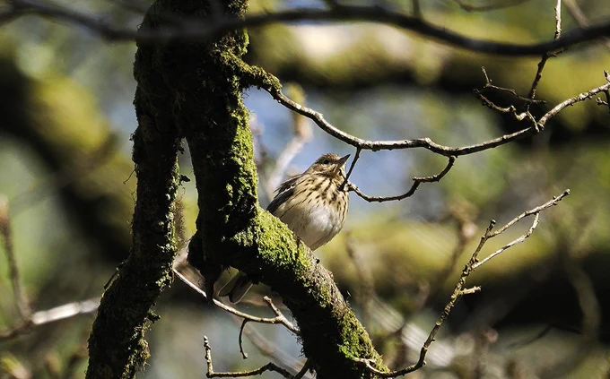 Tree Pipit