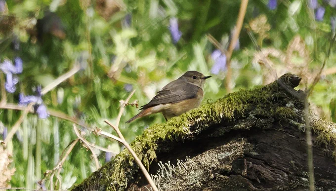 Female Redstart