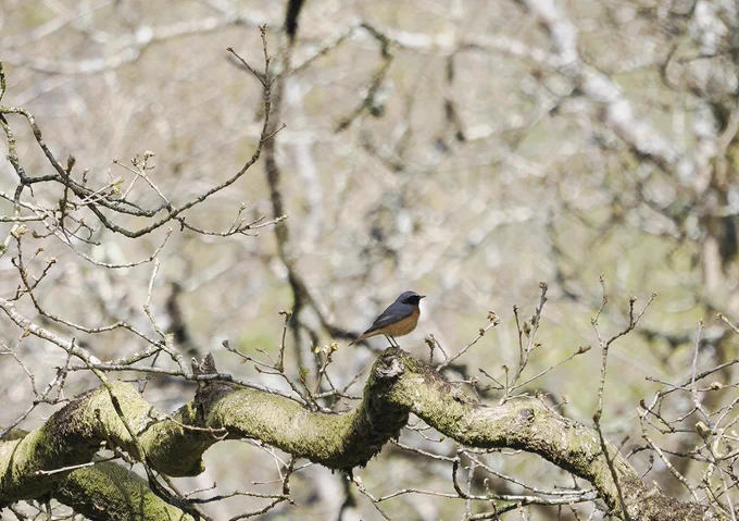 Male Redstart