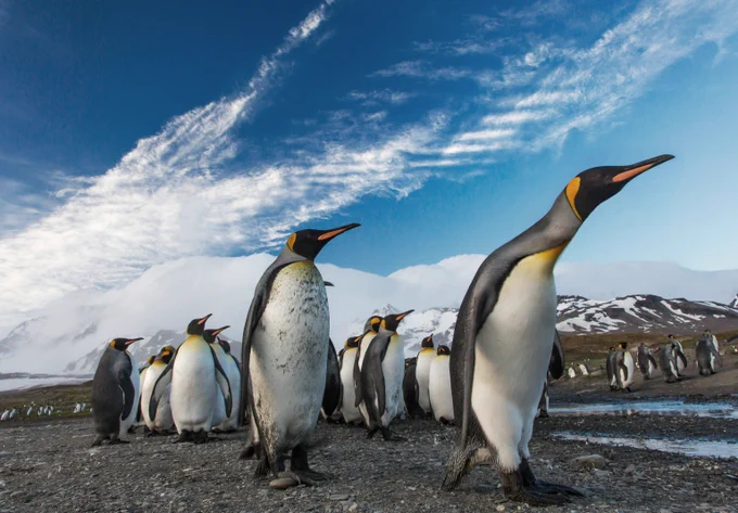 Group of king penguins standing on rocky ground under a blue sky with wispy clouds.