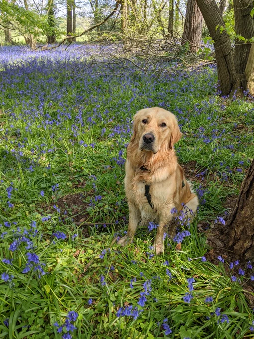 Golden retriever sitting amongst the bluebells