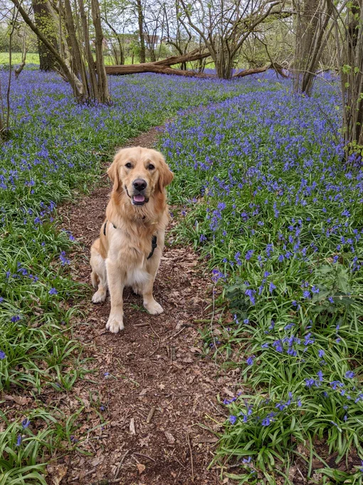 Golden retriever sitting amongst the bluebells