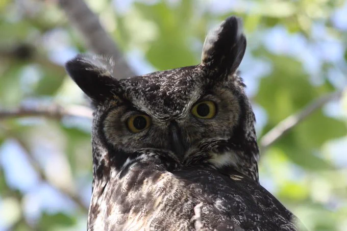 Closeup of Great horned owl with eyes staring into your soul. 