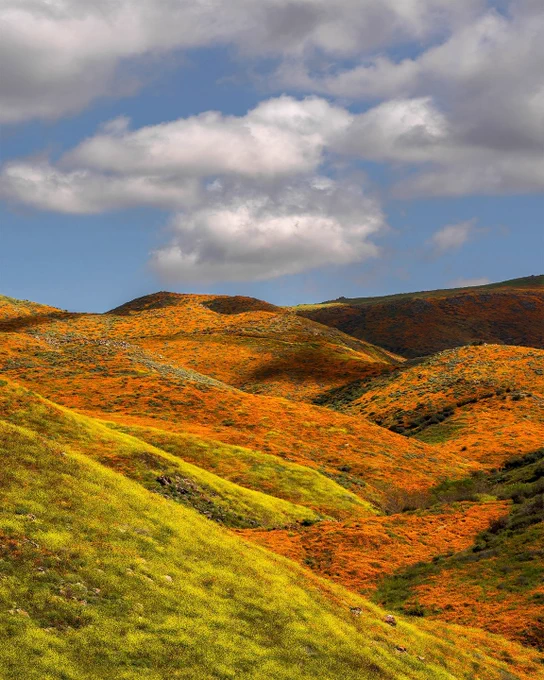 A scenic view of rolling hills covered in bright orange poppies and lush green grass under a partly cloudy blue sky.